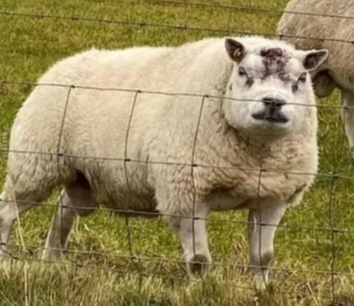 Už aj ouce vstupuju do sociálnej demokracie.